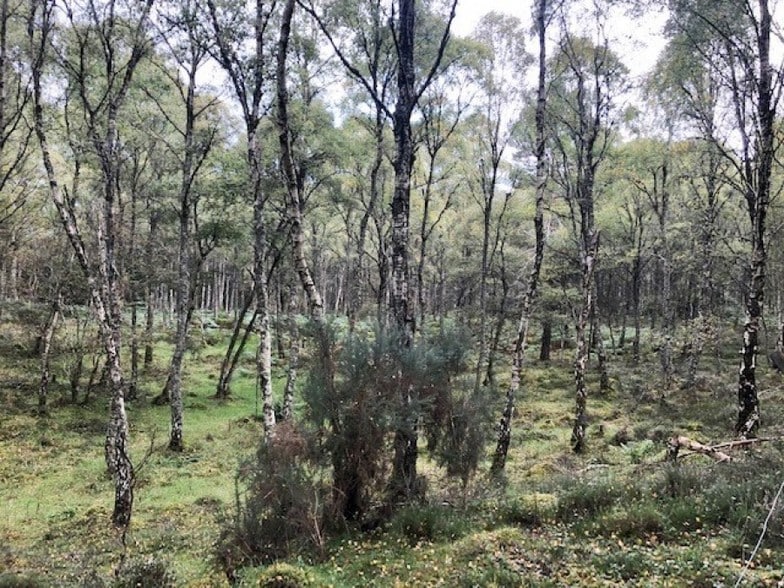 Little Blervie Wood, Forres for sale - Building Photo - Image 1 of 1