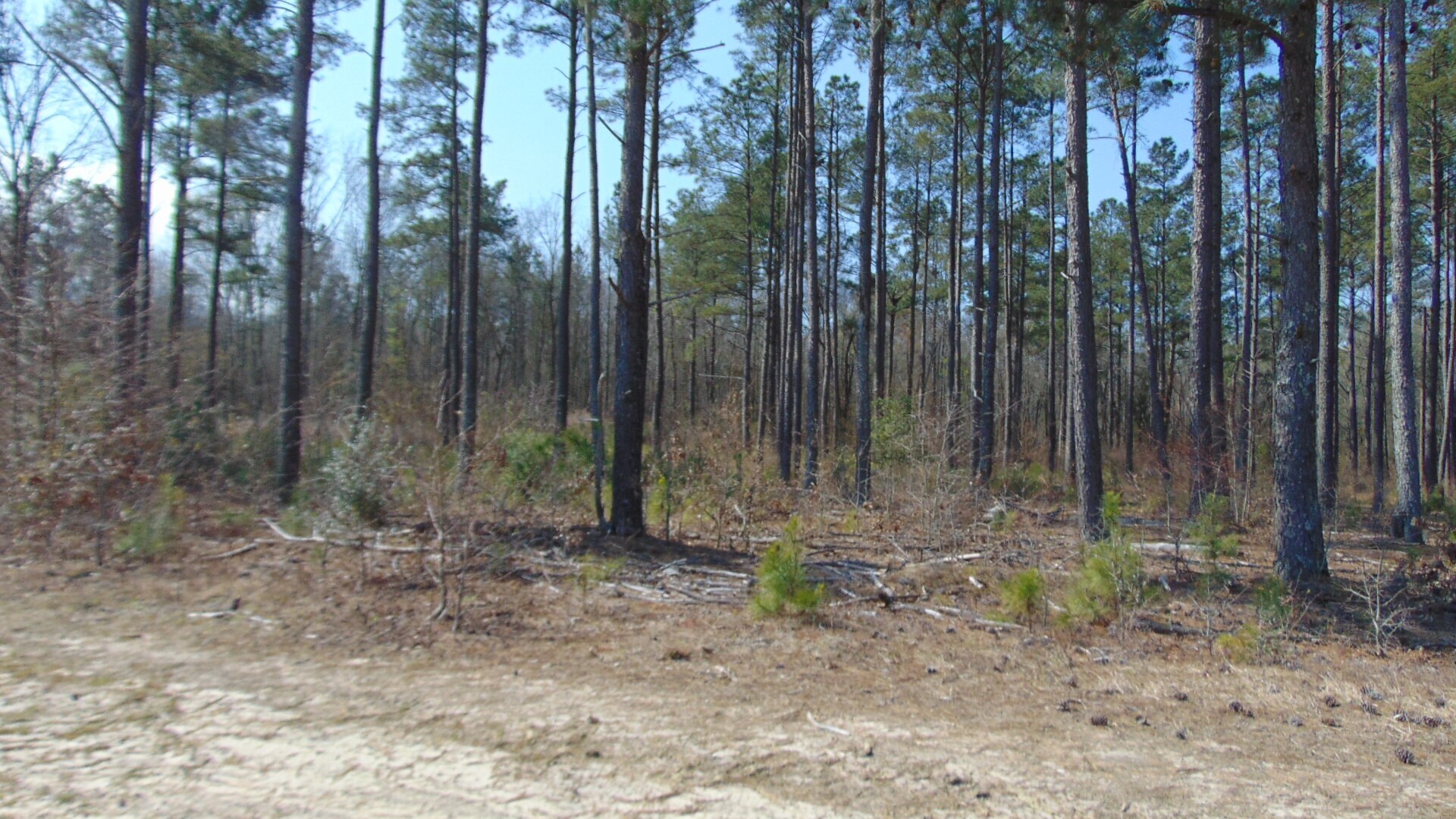 0 Old Wire Rd, Laurinburg, NC for sale Building Photo- Image 1 of 1