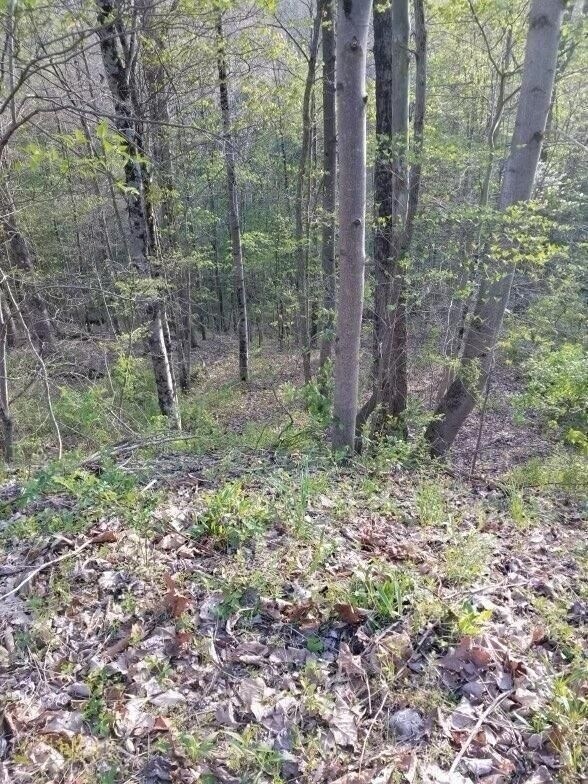 0 MaysvilleWilliams, Logan, OH 43138