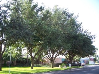 214 16th St, McAllen, TX for sale Primary Photo- Image 1 of 1