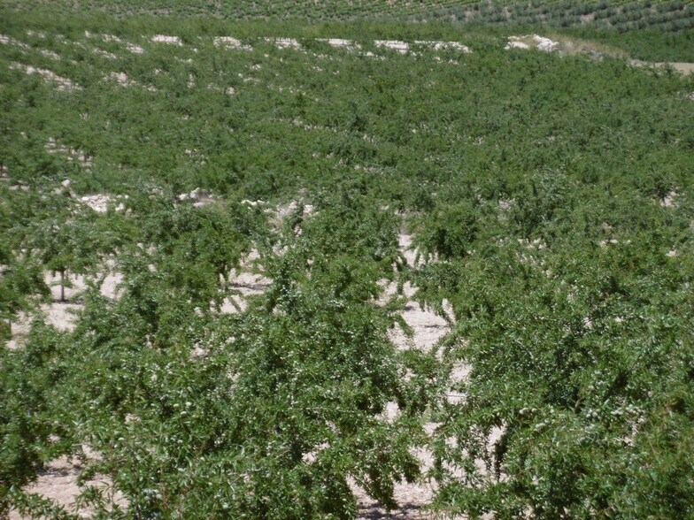 Land in Murcia for sale - Building Photo - Image 1 of 14