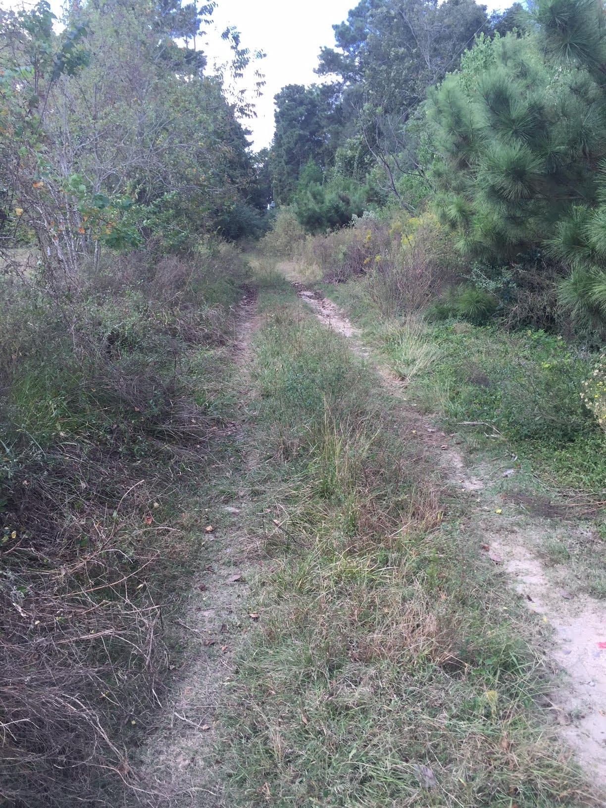 1824-1826 Spring Cypress Rd, Spring, TX for sale Building Photo- Image 1 of 1