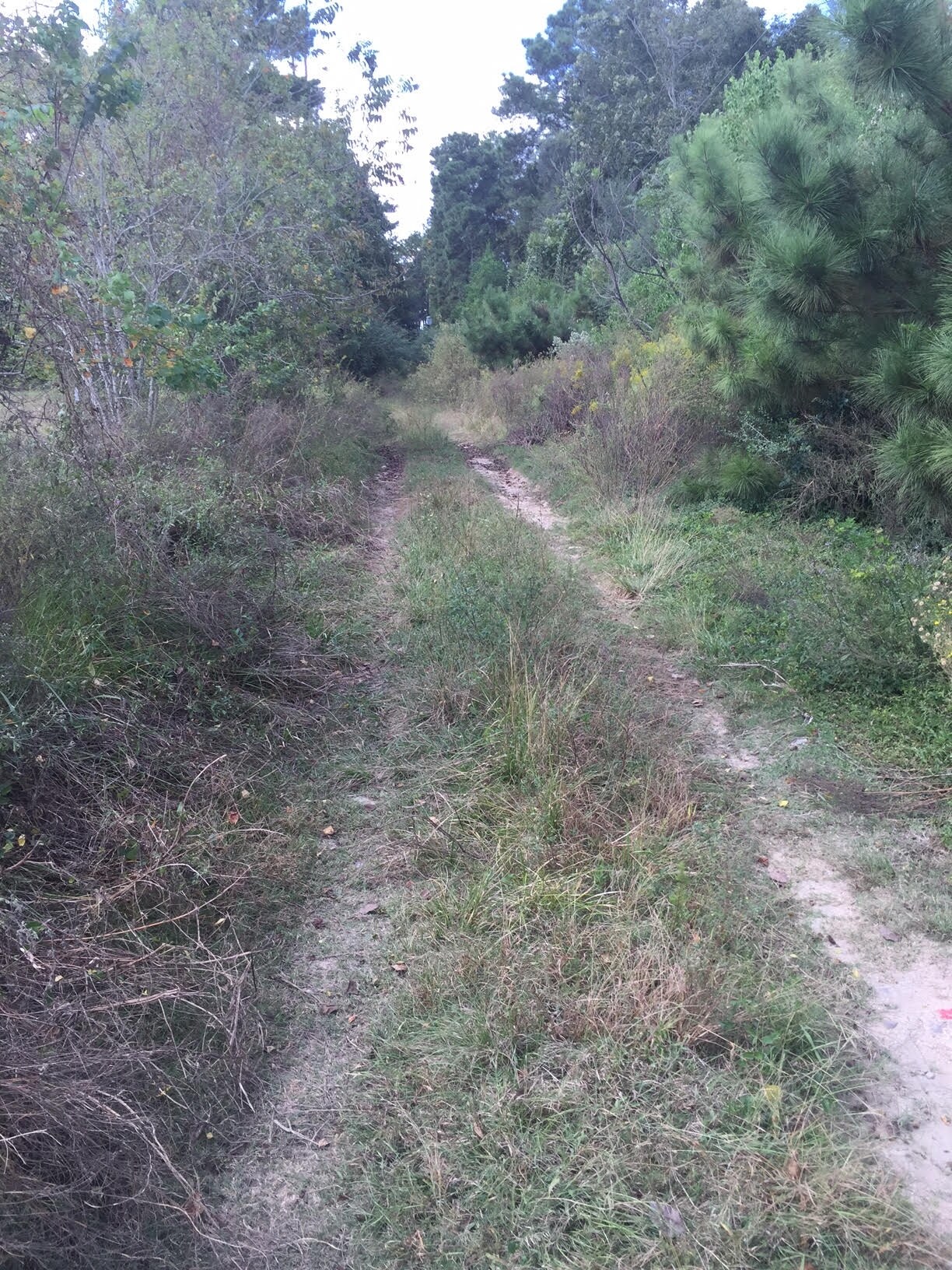 1824-1826 Spring Cypress Rd, Spring, TX for sale Primary Photo- Image 1 of 1