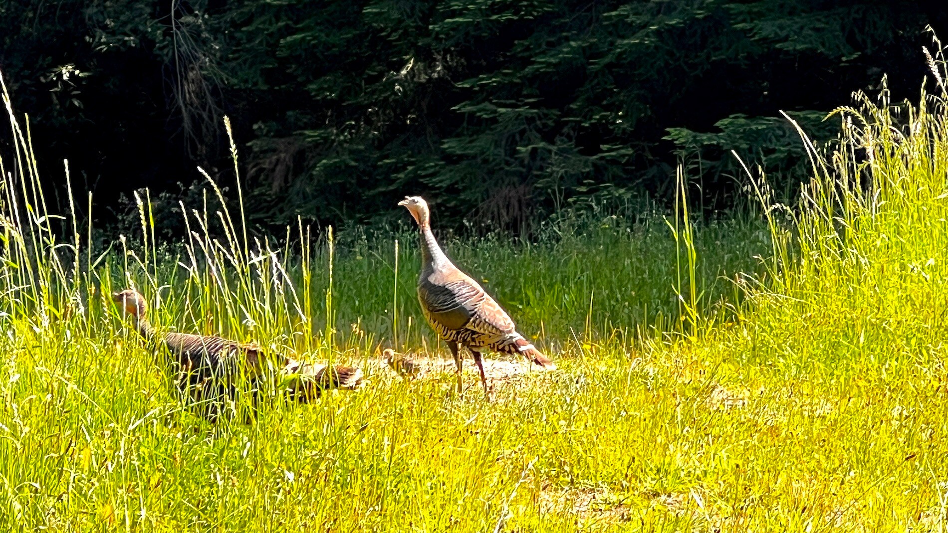 3675 Bonny Doon Rd, Santa Cruz, CA 95060 Bonny Doon Equestrian Park