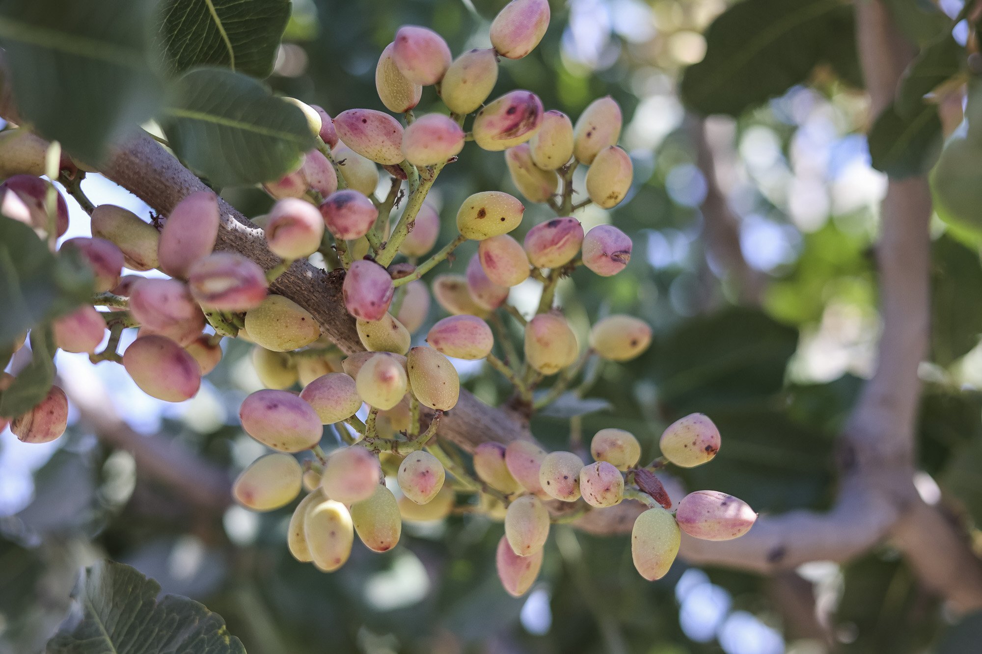 County Line Road, Delano, CA for sale Building Photo- Image 1 of 1