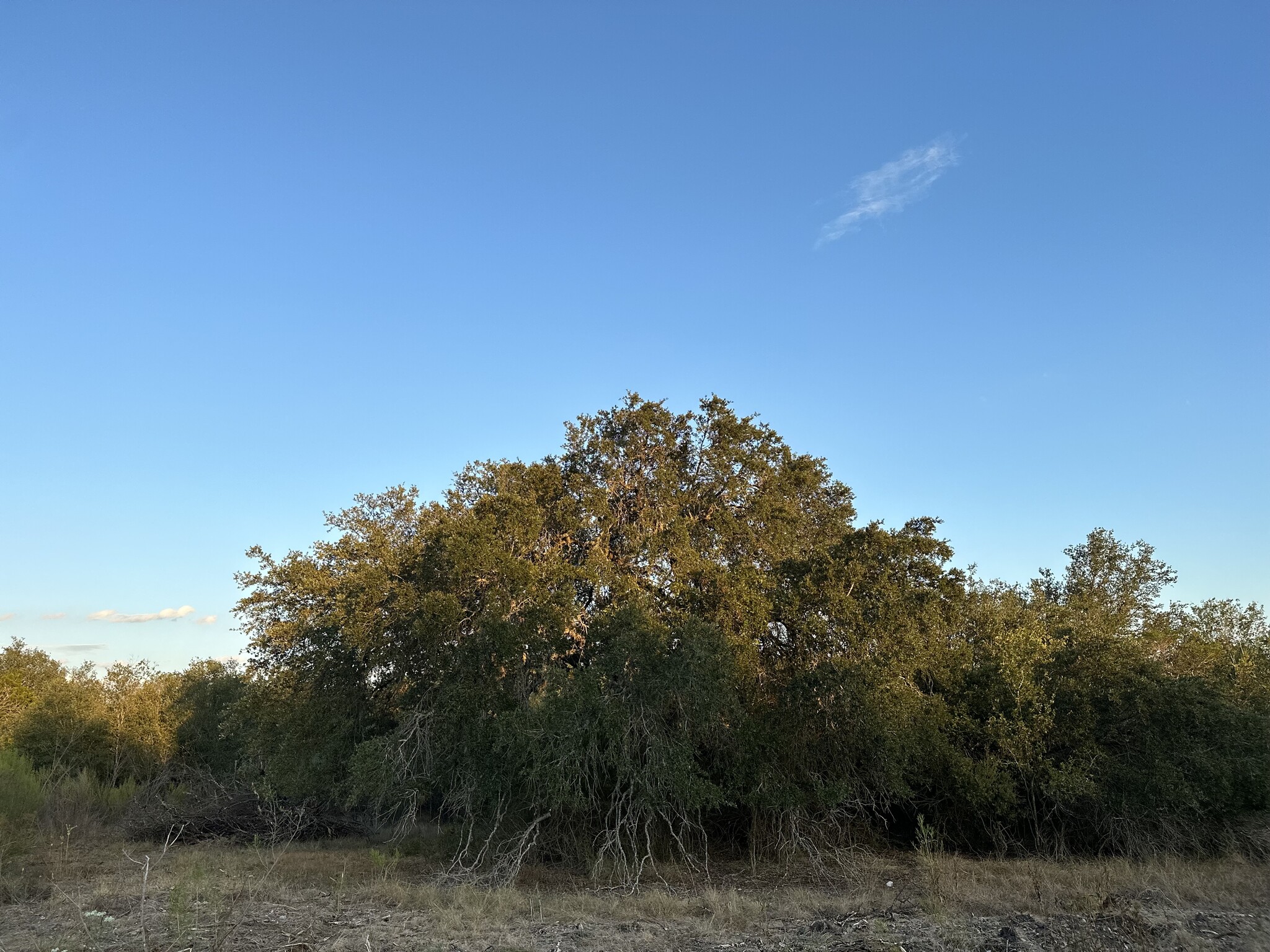 00 Hwy 90 w, Castroville, TX for sale Primary Photo- Image 1 of 13