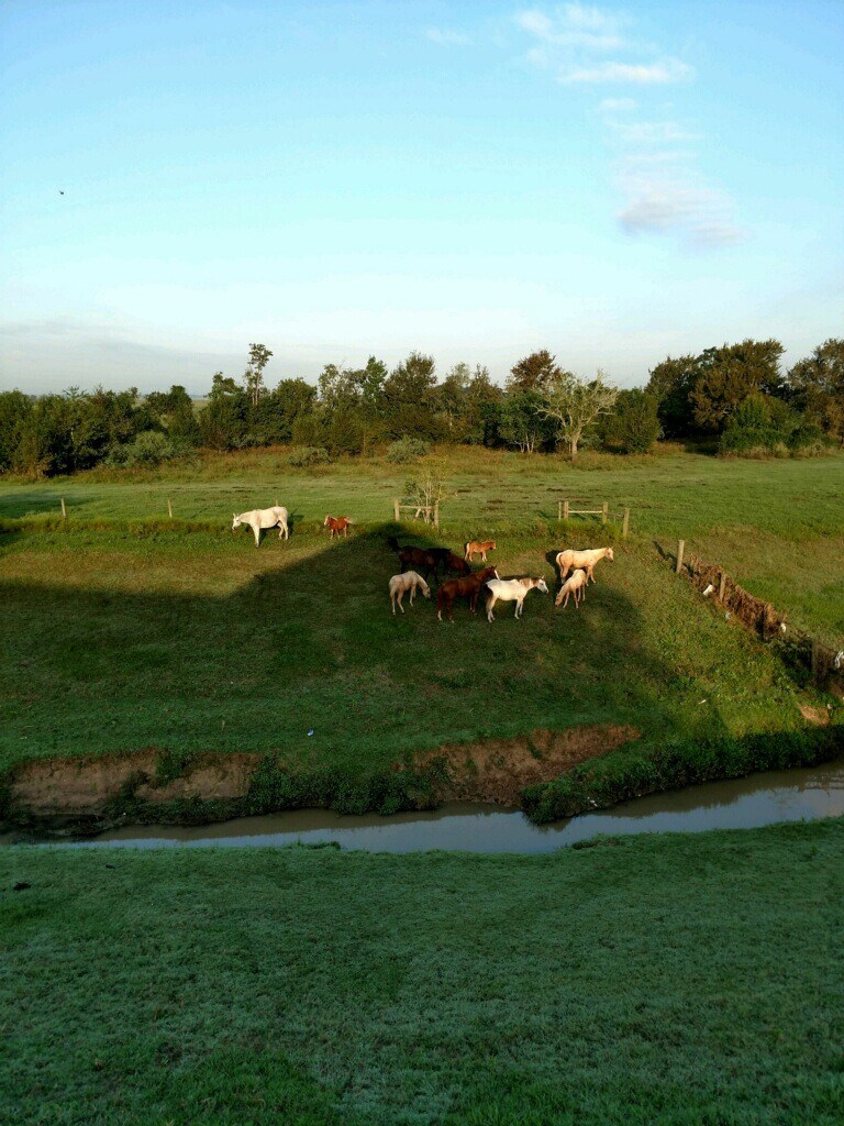 10424 Modena School Rd, Rosenberg, TX for sale Other- Image 1 of 1