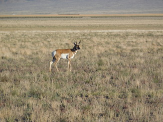 More details for 1234 GUNDERSON Rd, Rachel, NV - Land for Sale