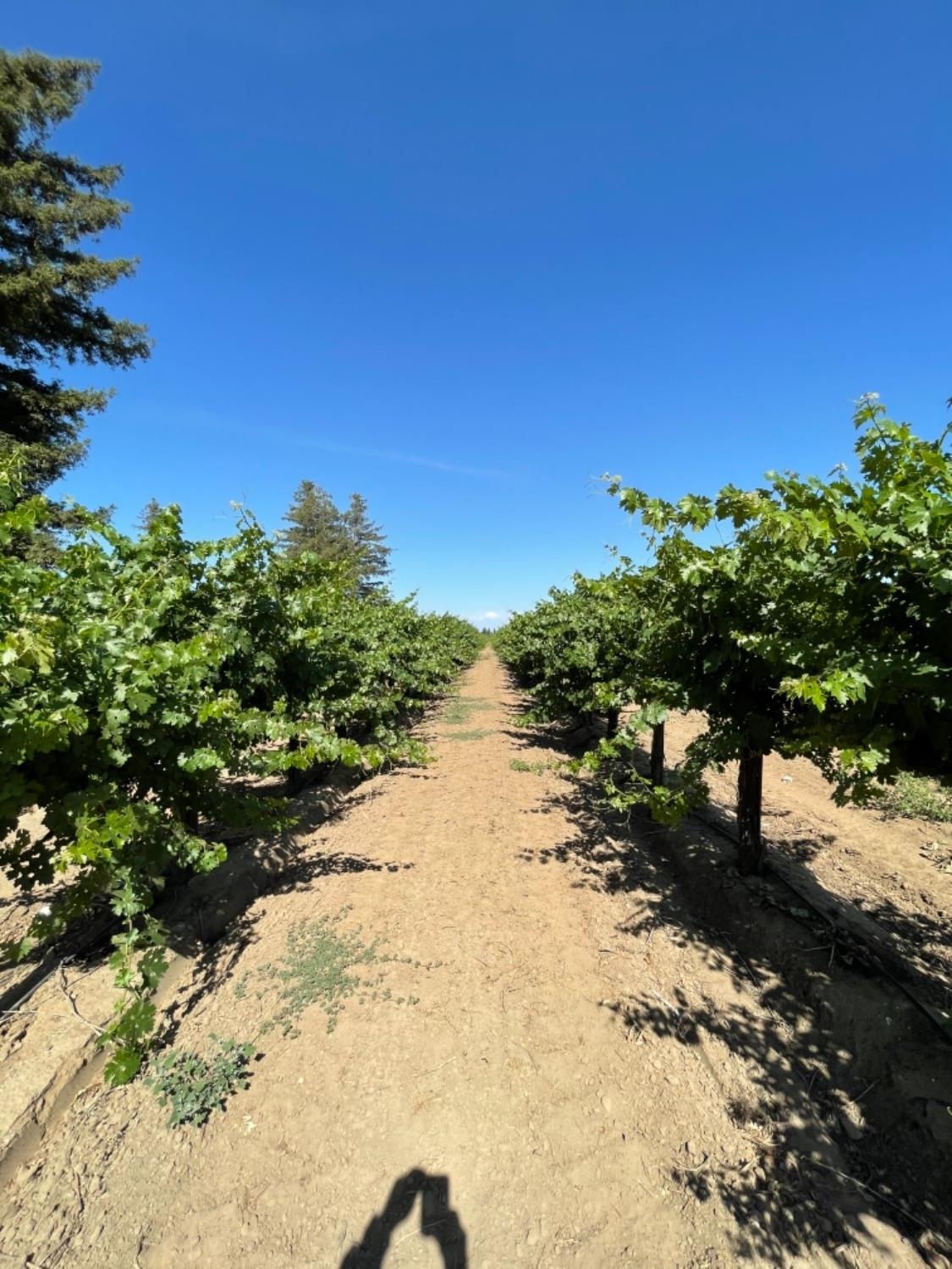17490 N Bruella Rd, Lodi, CA for sale Primary Photo- Image 1 of 1