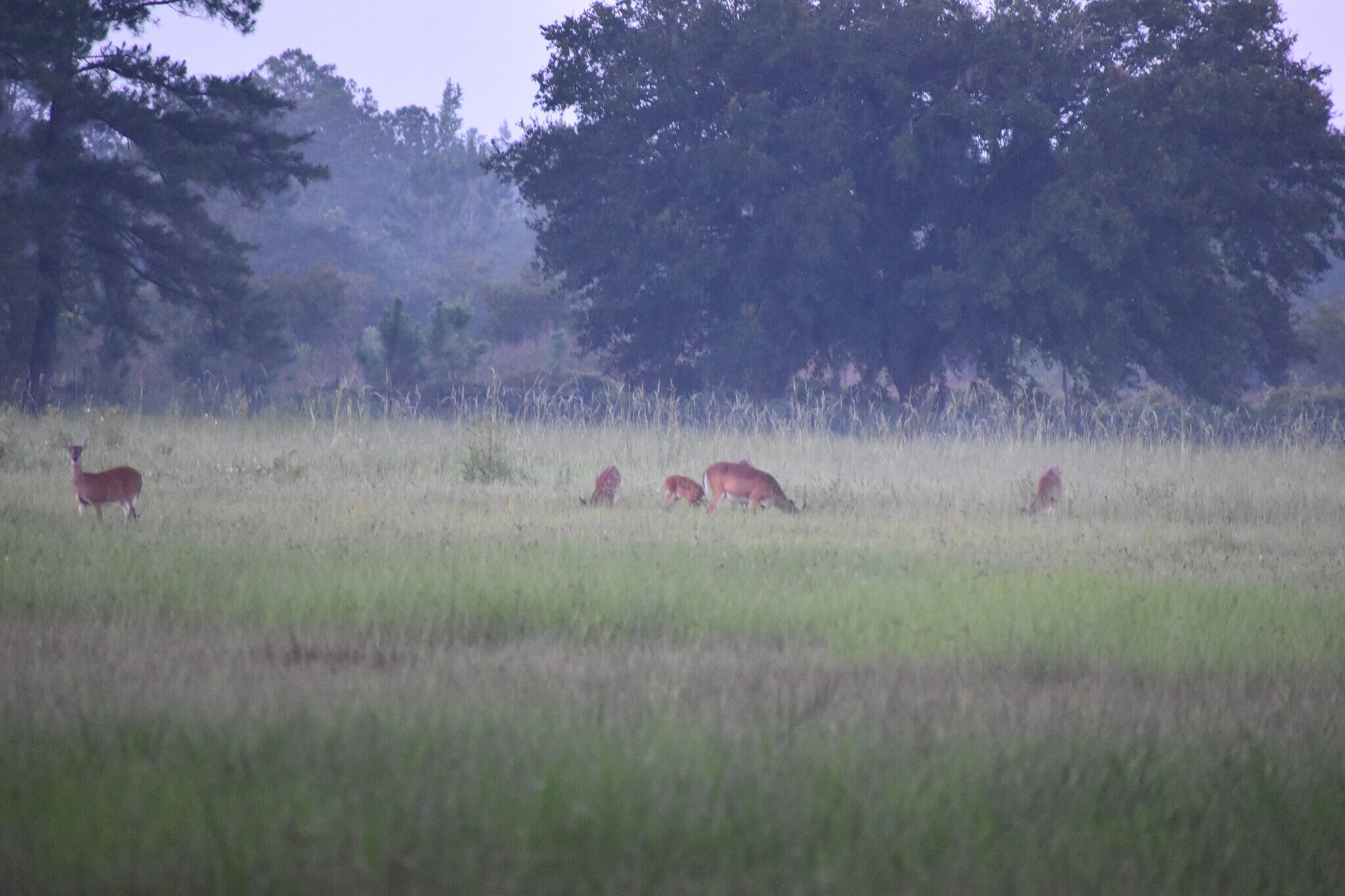 4500 Treebrook Rd, New Smyrna Beach, FL for sale Primary Photo- Image 1 of 1