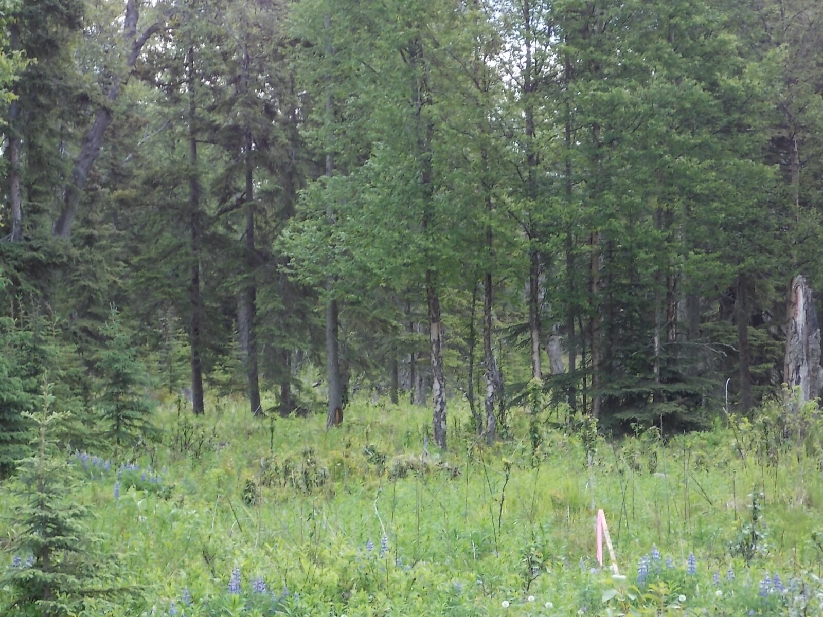 1 Kenai Spur Hwy, Kenai, AK for sale Primary Photo- Image 1 of 1