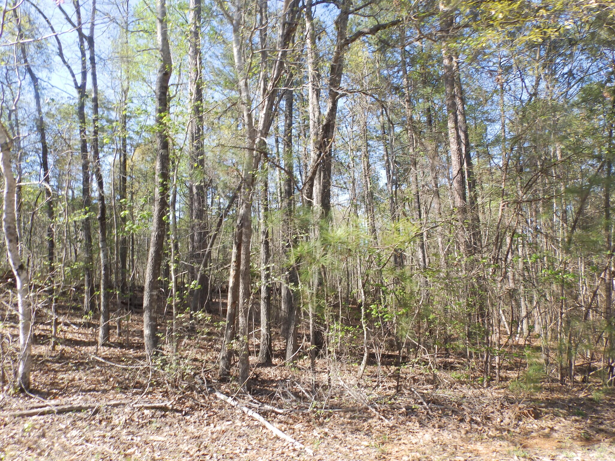 Hidden Valley Rd & Clements Rd, Cottondale, AL for sale Primary Photo- Image 1 of 1