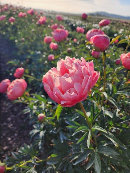 35730 Highway 20 SE, Albany, OR for sale - Building Photo - Image 2 of 27