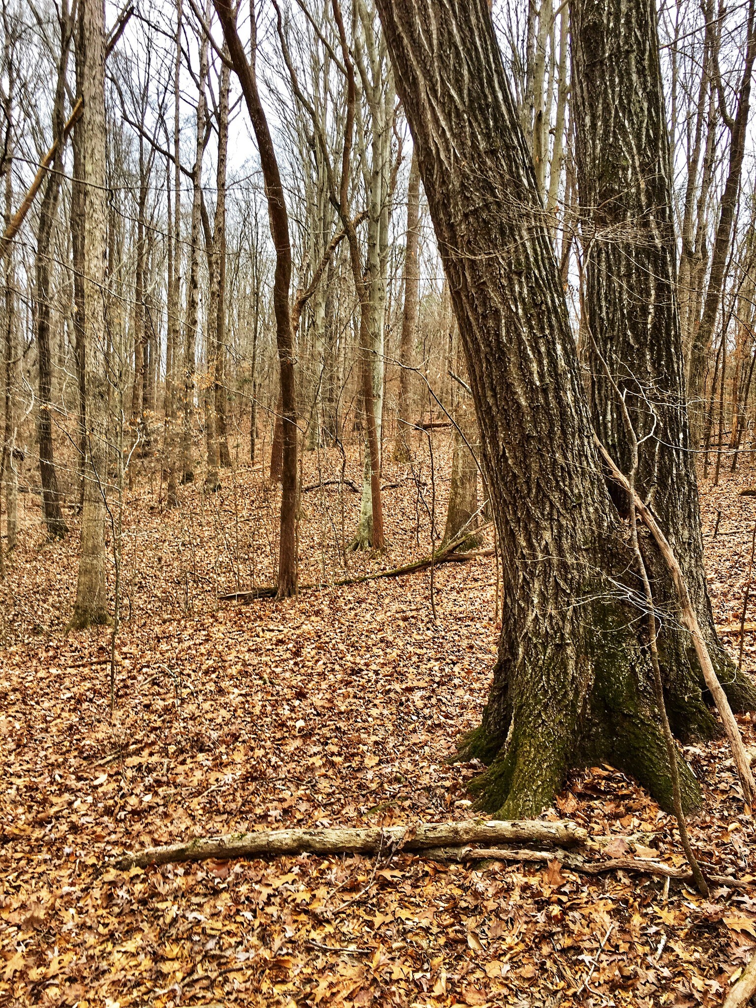 0 Ethridge Rd, Jefferson, GA for sale Other- Image 1 of 1