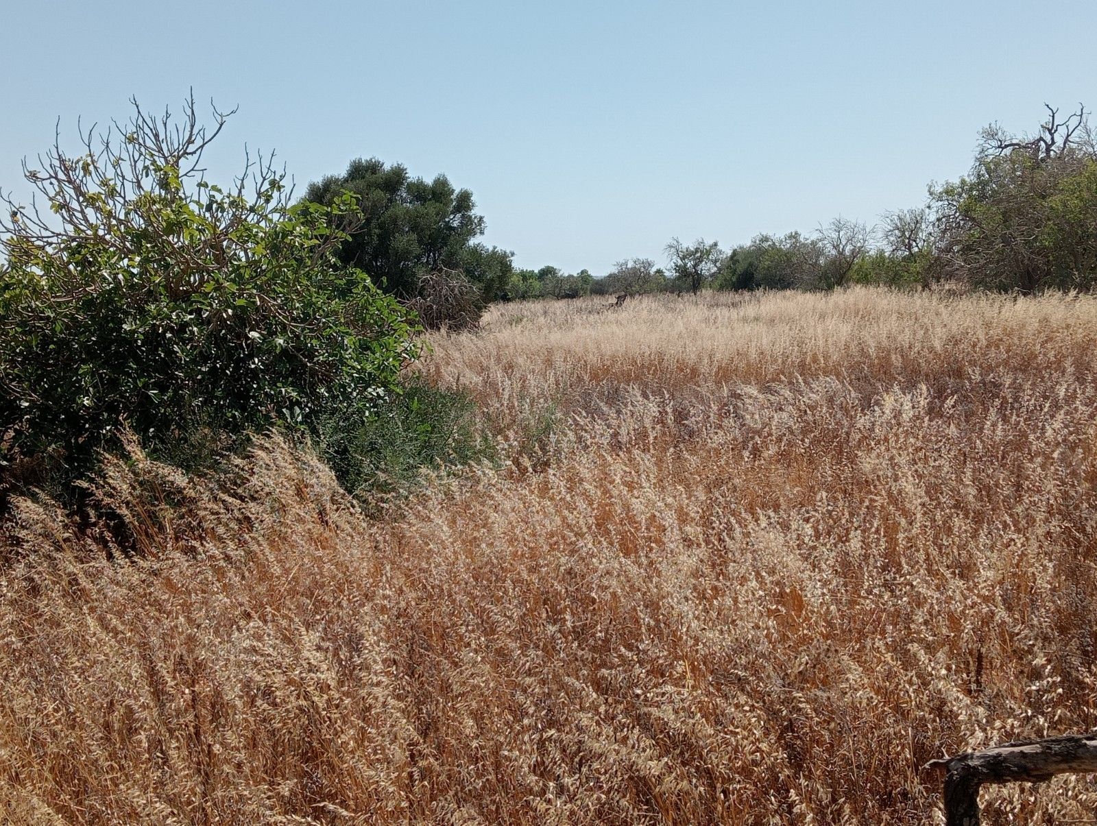 Land in Santanyí, Islas Baleares for sale Building Photo- Image 1 of 16