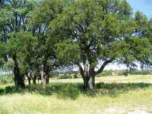 100 Leffingwell Ln, Burnet, TX for sale - Primary Photo - Image 1 of 4