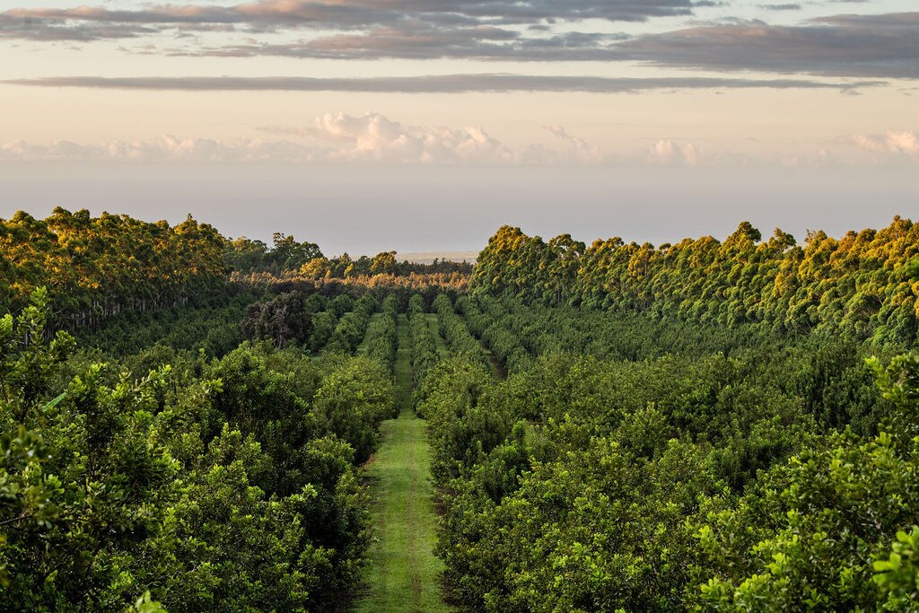 94-3220 Lorenzo, Naalehu, HI for sale Primary Photo- Image 1 of 1