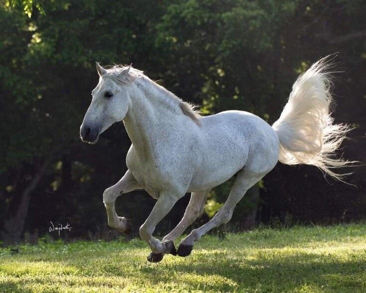 2810 Precinct Line Rd, Richmond, TX for sale - Building Photo - Image 2 of 50