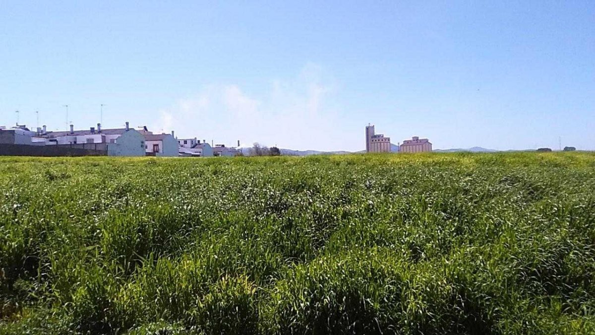 Land in Osuna for sale Building Photo- Image 1 of 9