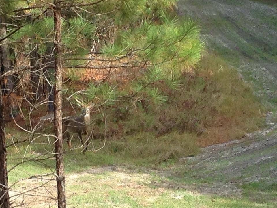 1551 Ashton Rd, Ehrhardt, SC 29081