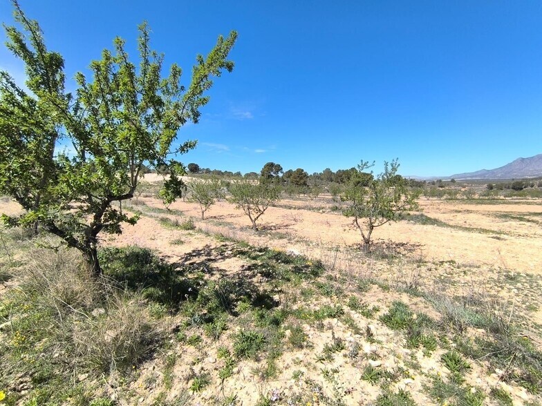 Land in Jumilla for sale - Building Photo - Image 3 of 4